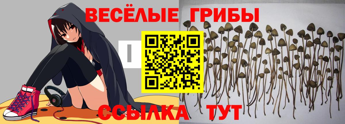 даркнет сайт  Псилоцибиновые грибы MAGIC MUSHROOMS  Вход с VPN  Гусиноозёрск 